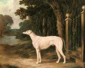 Vandeau, A White Greyhound - 约翰·弗雷德里克·赫尔林
